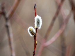 Fotowalk Trepplweg Salzach